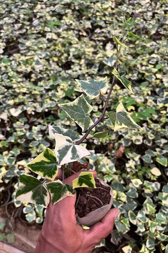 English Ivy plant for home decor
 