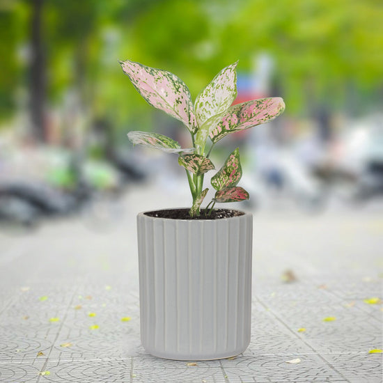 Premium ceramic herb planter - grey
