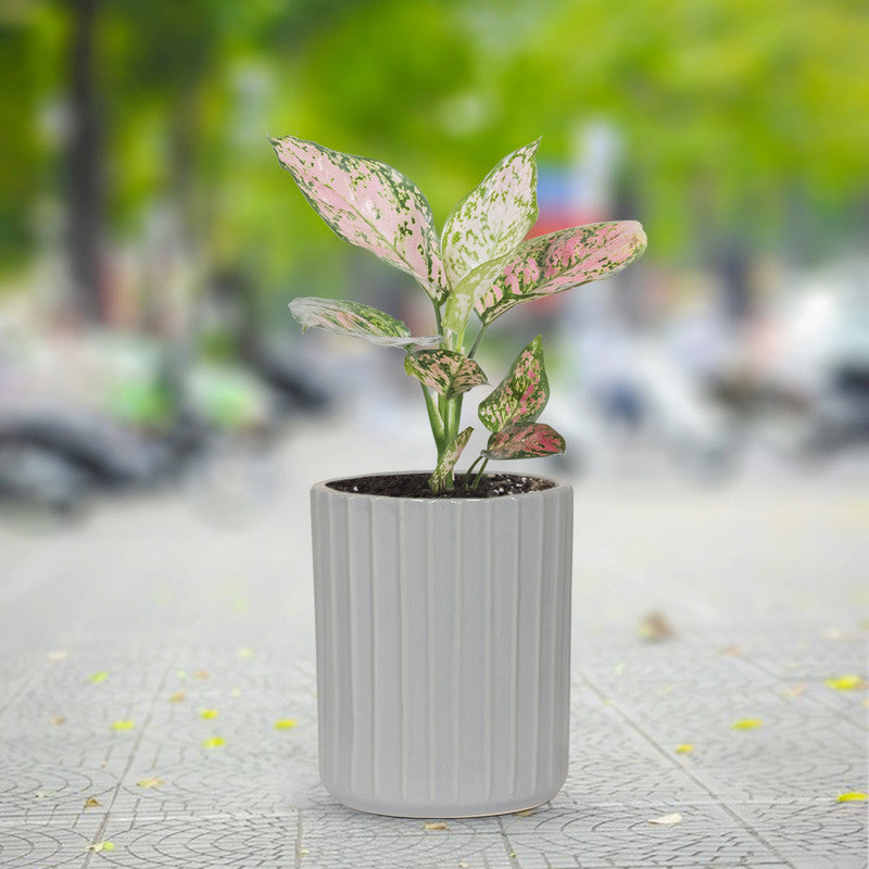 Premium ceramic herb planter - grey
