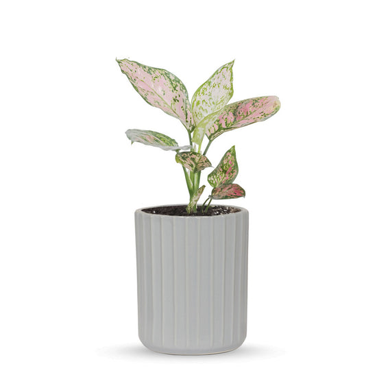 Premium ceramic herb planter - grey
