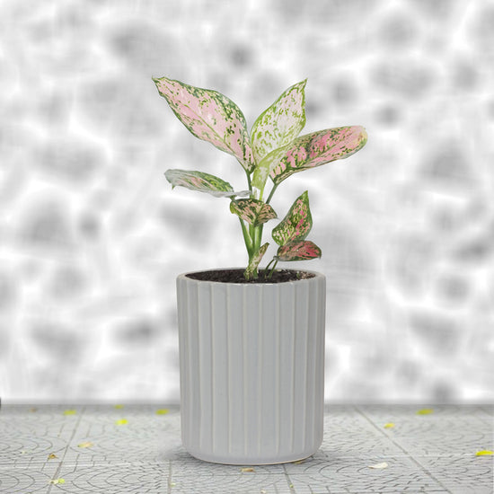 Premium ceramic herb planter - grey
