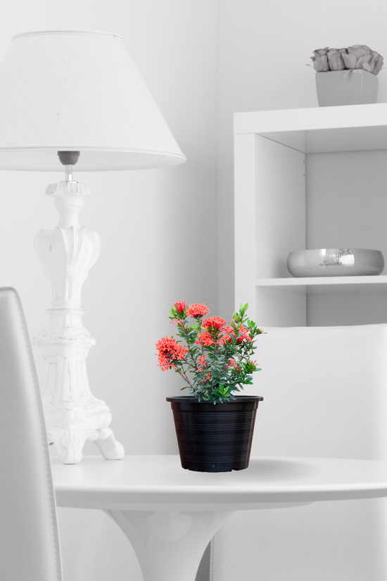 Ixora red flowering plant
