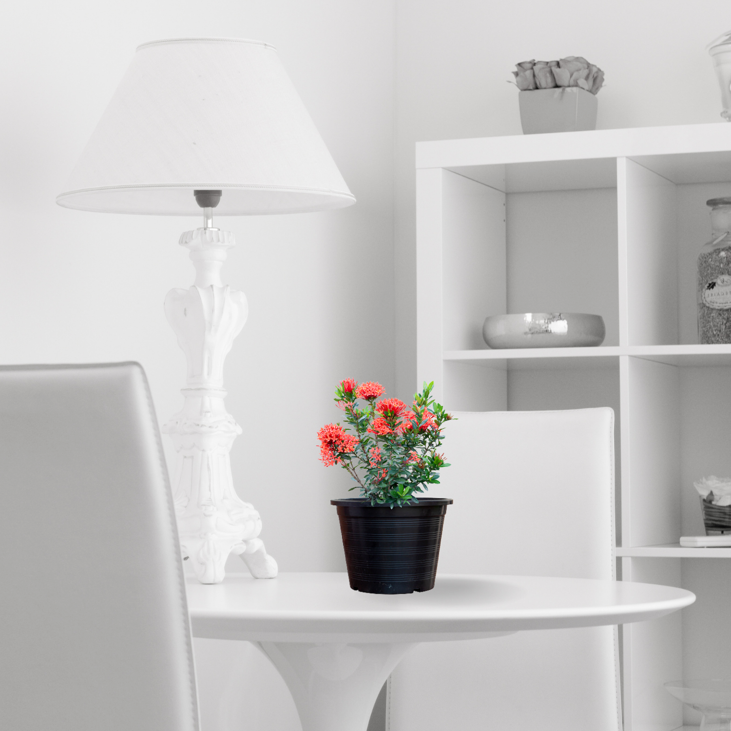 Ixora red flowering plant
