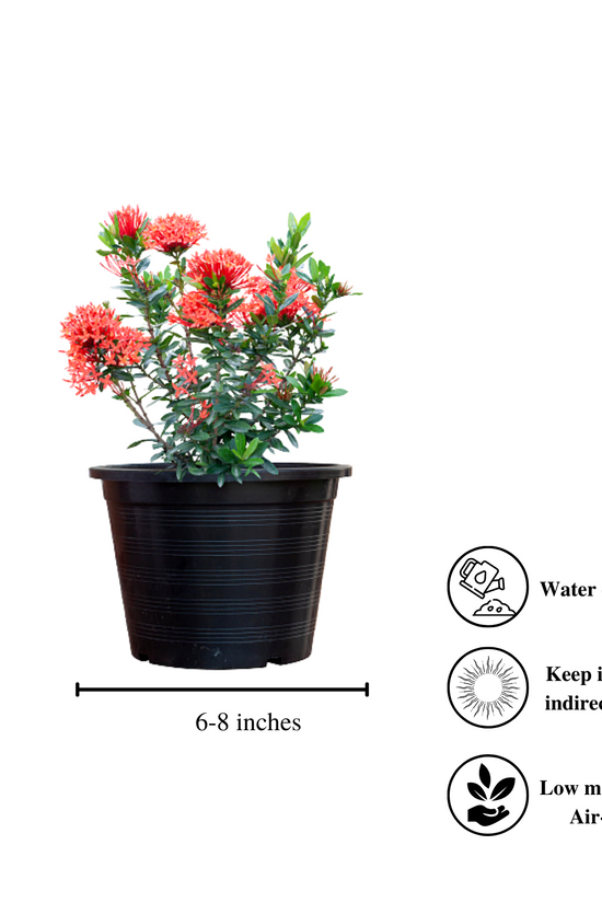 Ixora red flowering plant
