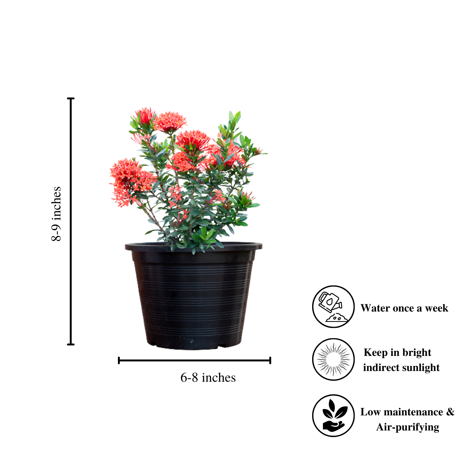 Ixora red flowering plant
