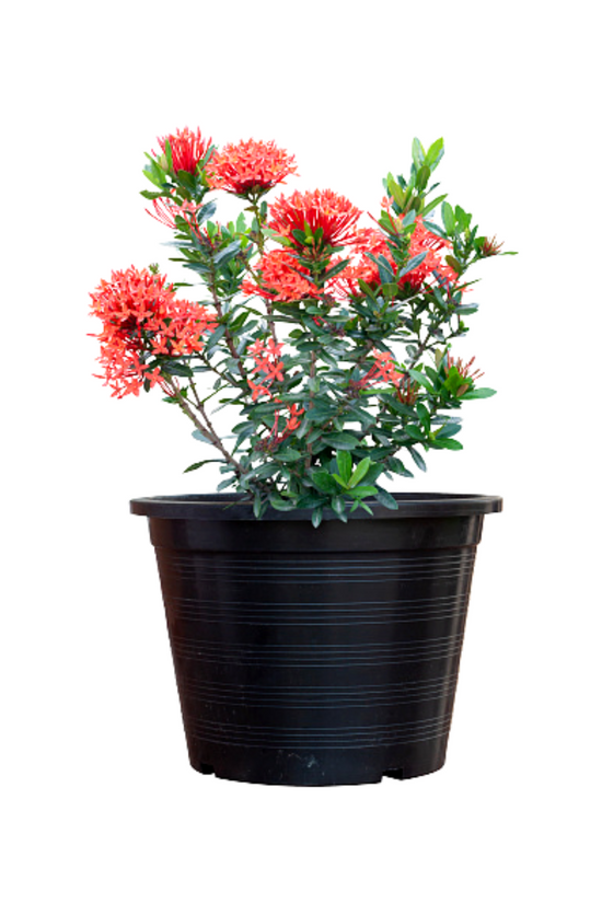 Ixora red flowering plant
