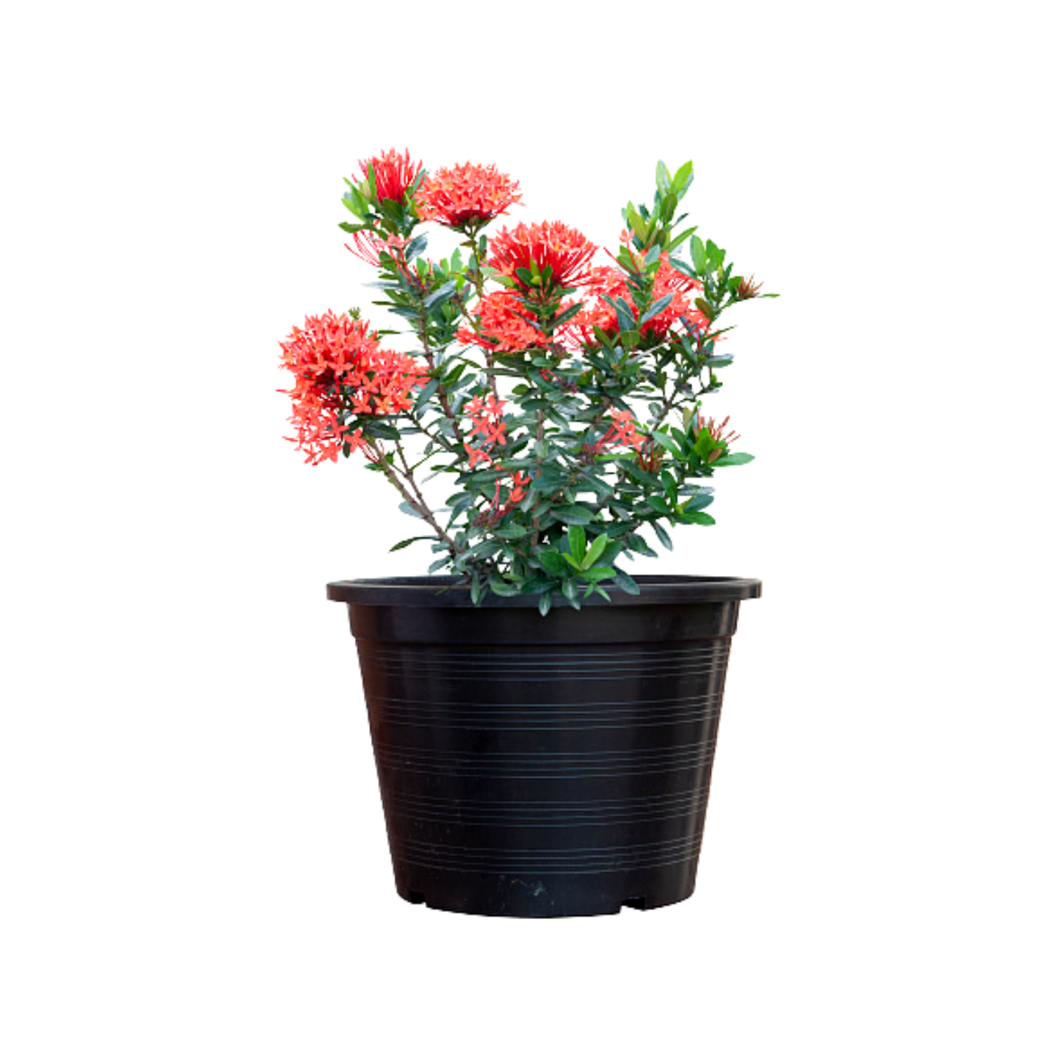 Ixora red flowering plant
