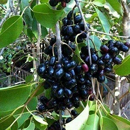 Small-sized jamun fruit plant
