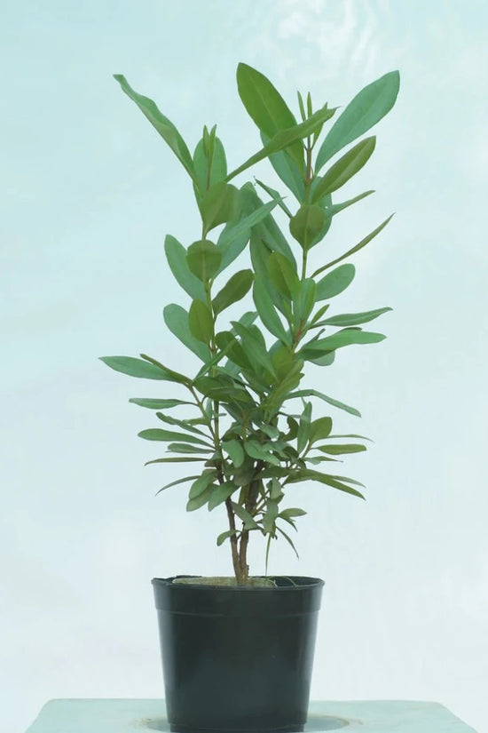 Laung tree – clove plant
