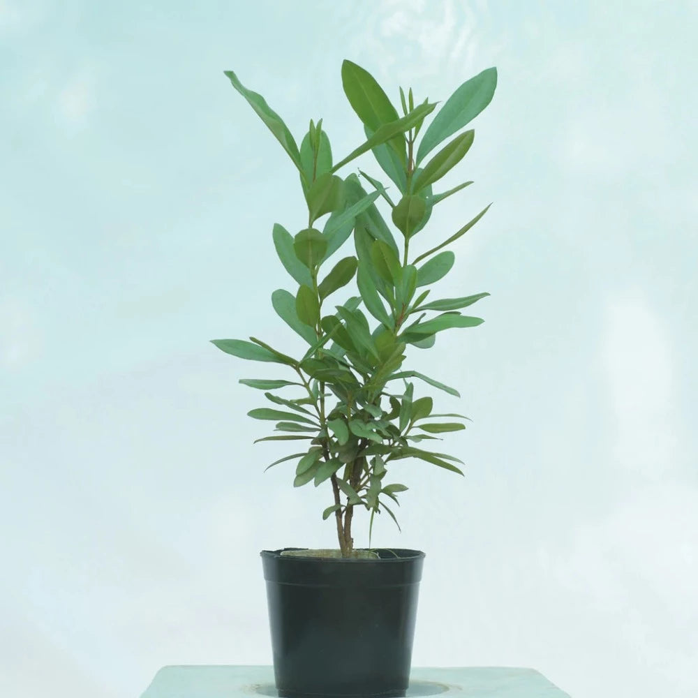 Clove Plant (Laung Plant) - Gardengram