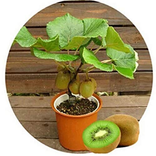 Kiwi fruit plant - hybrid variety
