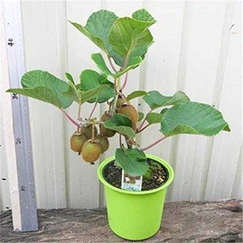 Kiwi fruit plant - hybrid variety
