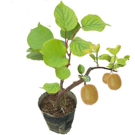 Kiwi fruit plant - hybrid variety
