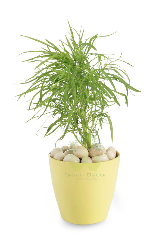 Kochia decorative garden plant
