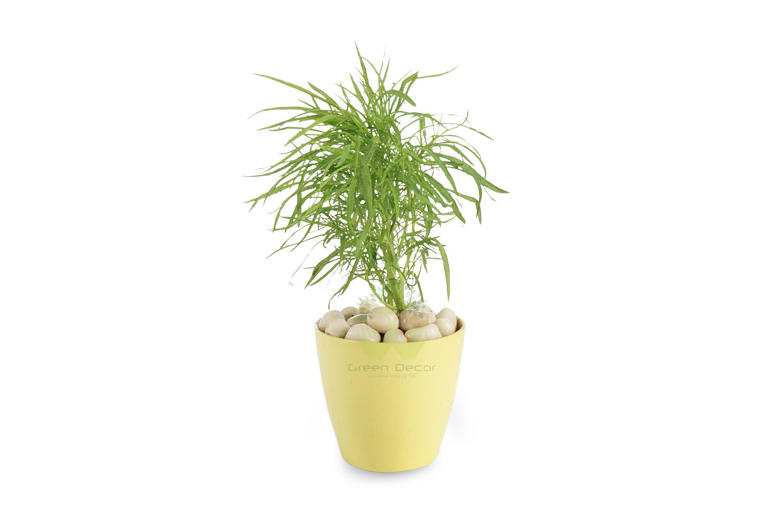Kochia decorative garden plant
