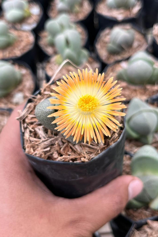 Lithops - pebble plant succulent
 