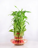 Lucky Bamboo Plant 2 layer