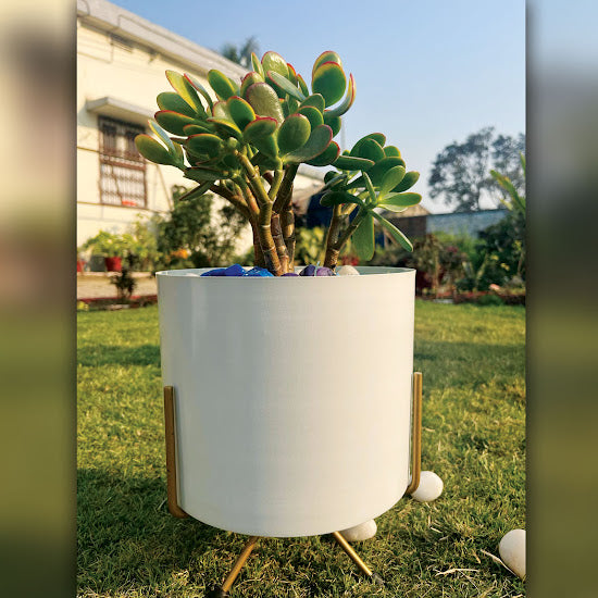 Dhan Kuber jade plant gift combo
