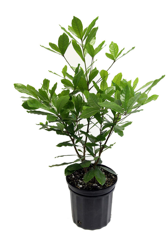 Miracle fruit plant for exotic gardens
