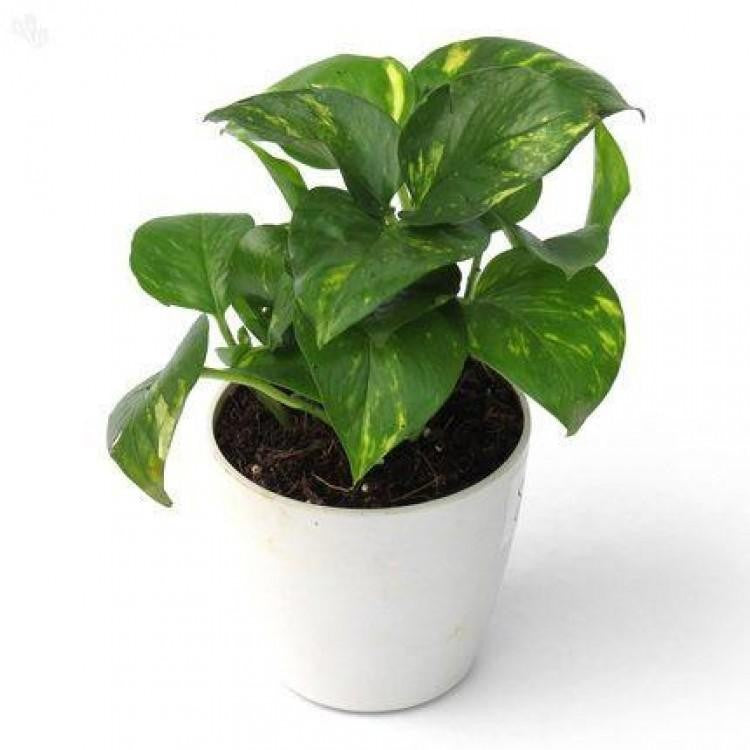 Money plant - indoor creeper
