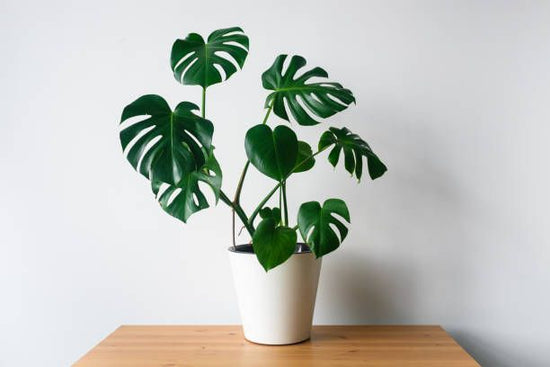 Rare Monstera Swiss Cheese Plant - Gardengram