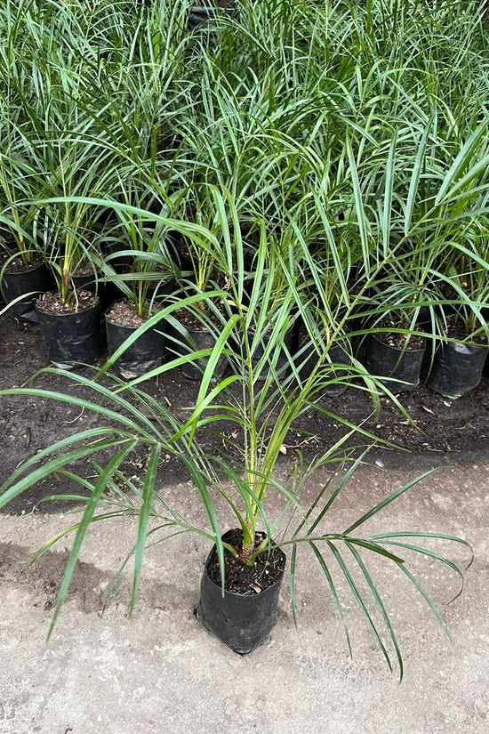 Pygmy Date Palm plant
