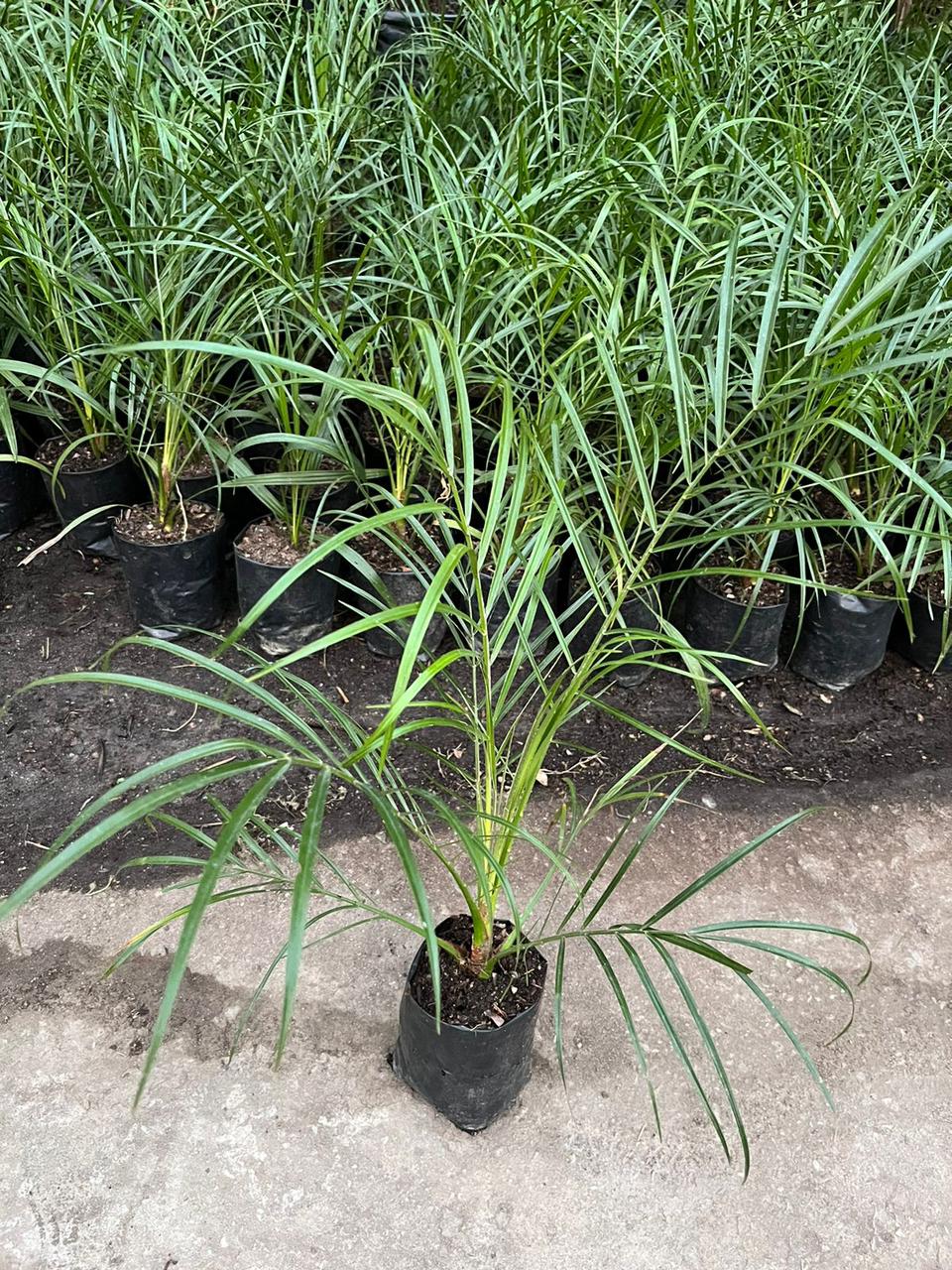 Pygmy Date Palm plant
