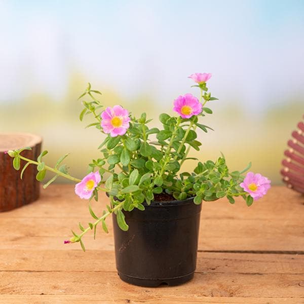 Portulaca Plant - Gardengram