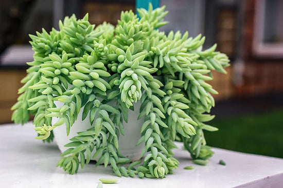 Donkey Tail (Sedum Morganianum)
