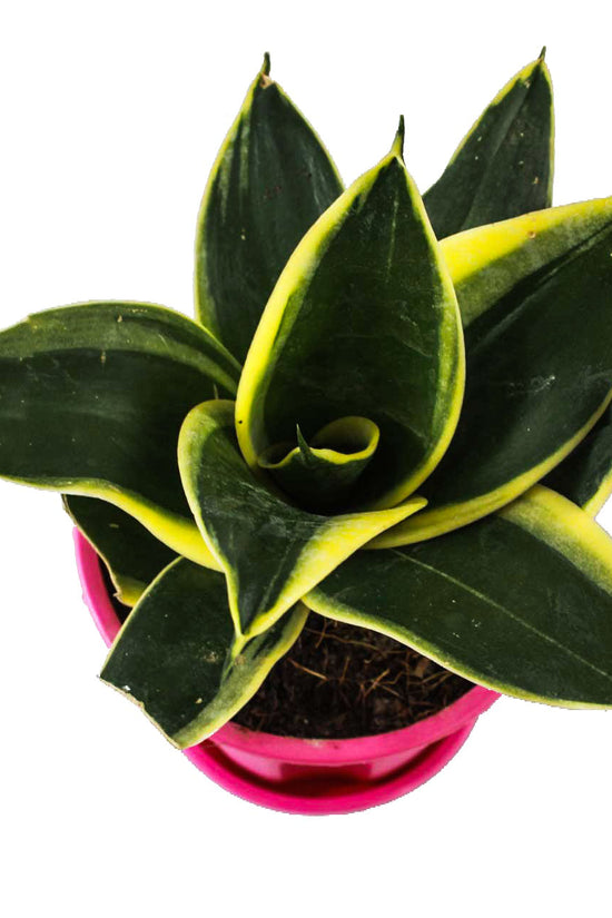 Golden Hahnii snake plant
