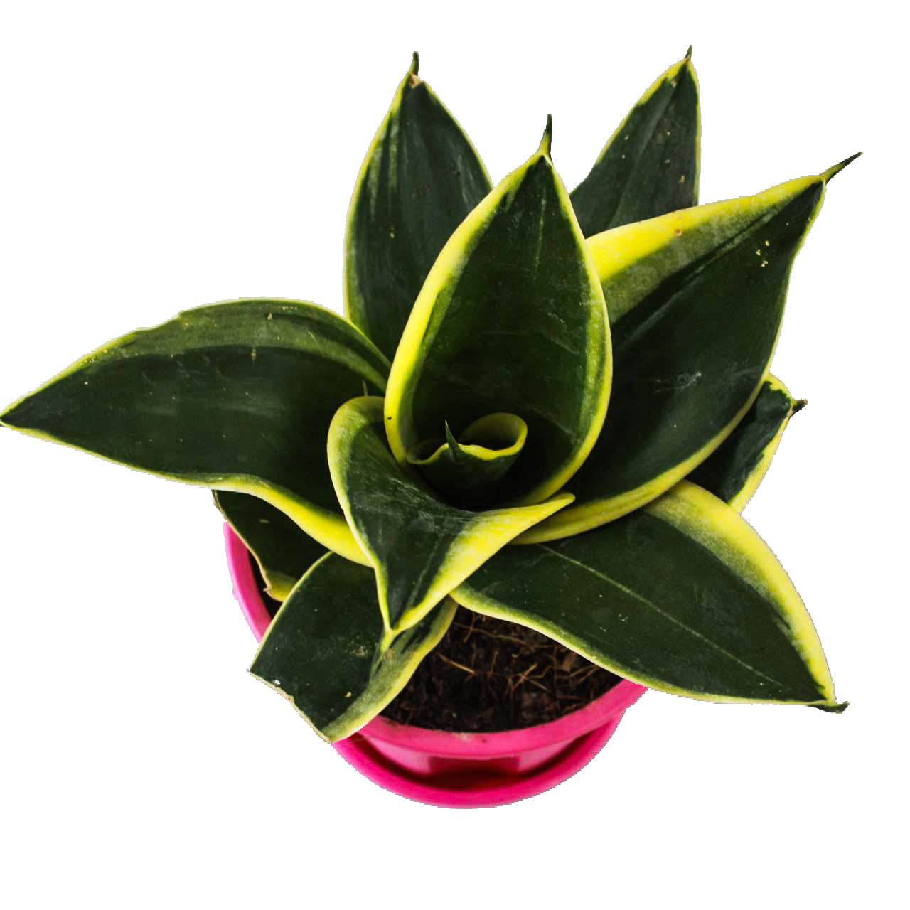 Golden Hahnii snake plant
