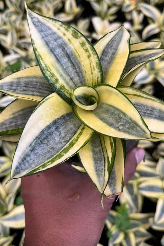Sansevieria golden variety plant
