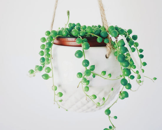 String of pearls – Senecio rowleyanus
