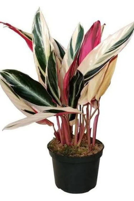 Stromanthe Triostar foliage plant

