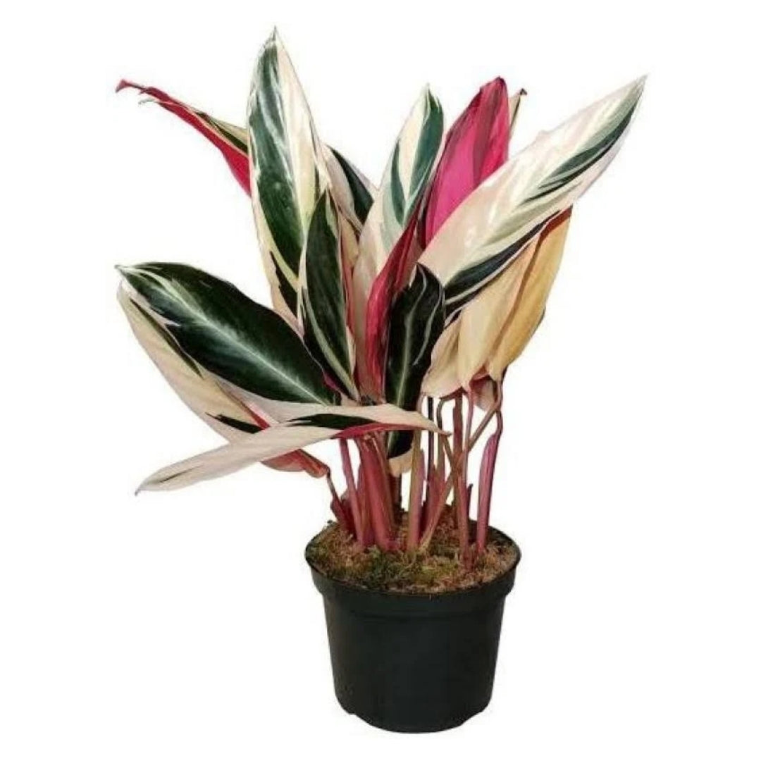 Stromanthe Triostar foliage plant
