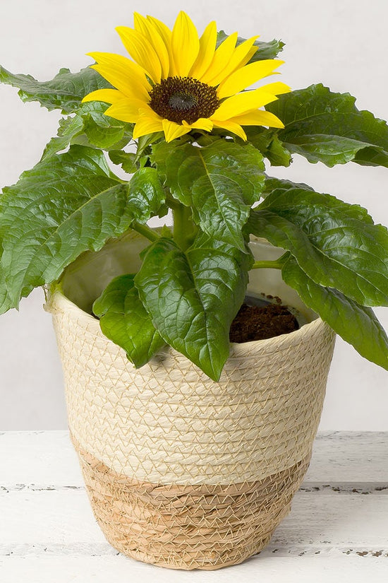 Sunflower plant for pots and fields
