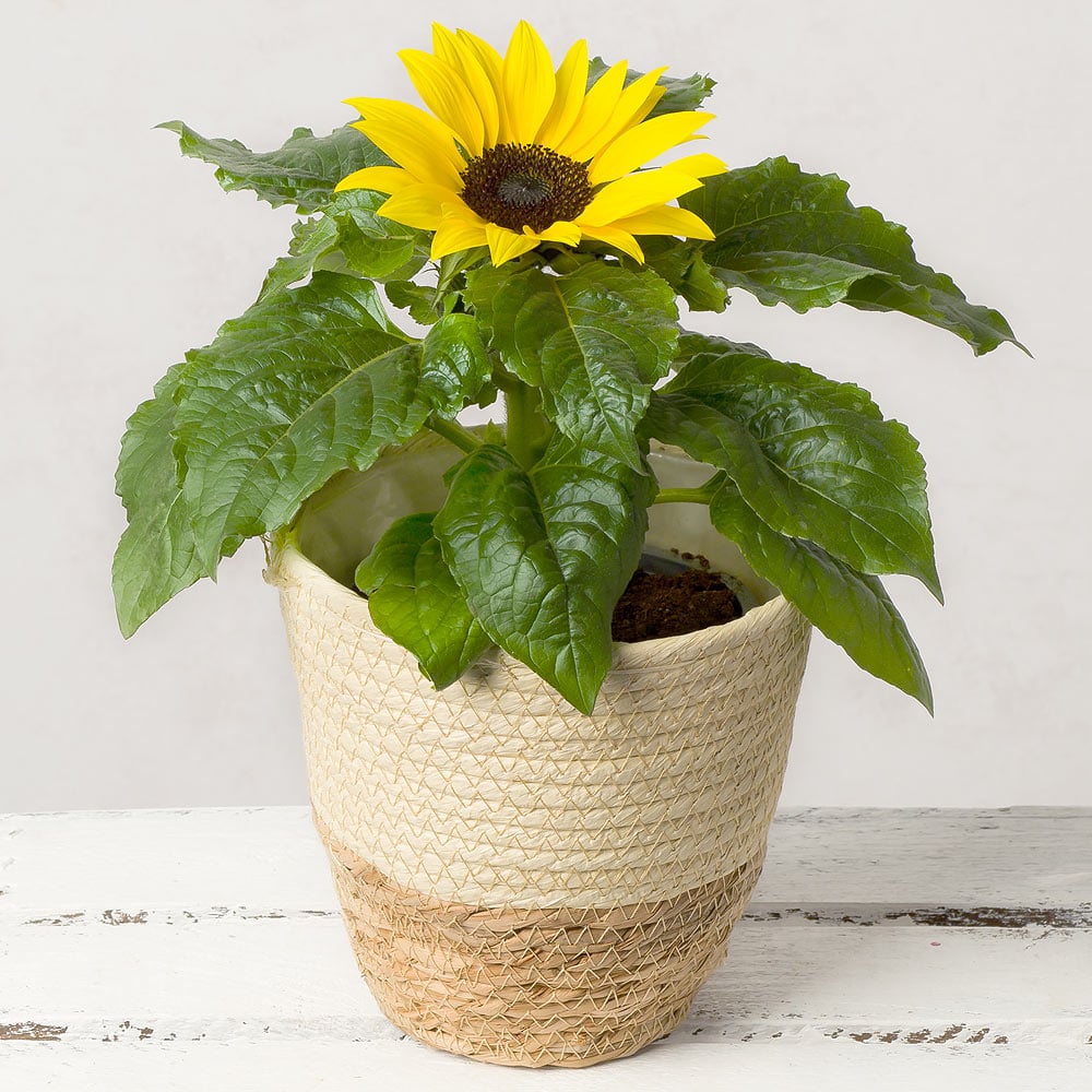 Sunflower Plant - Gardengram