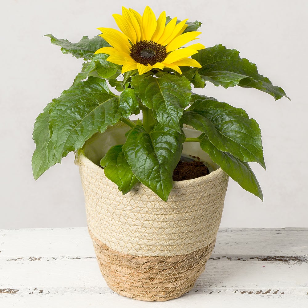 Sunflower plant for pots and fields
