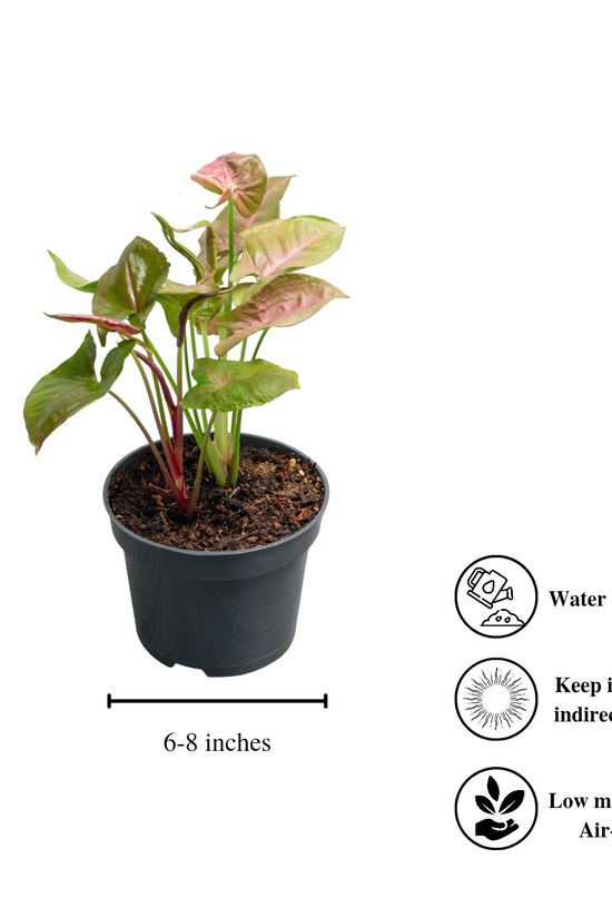 Syngonium pink and green plant
