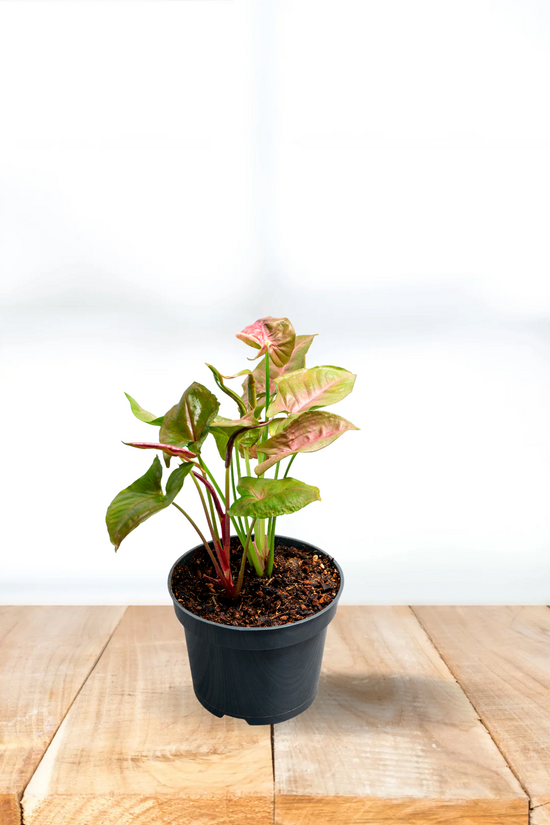 Syngonium pink and green plant
