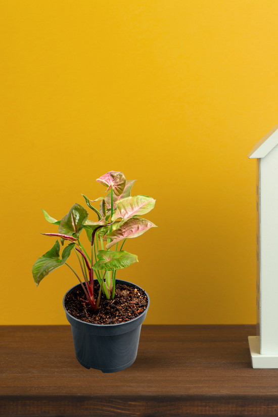 Syngonium pink and green plant
