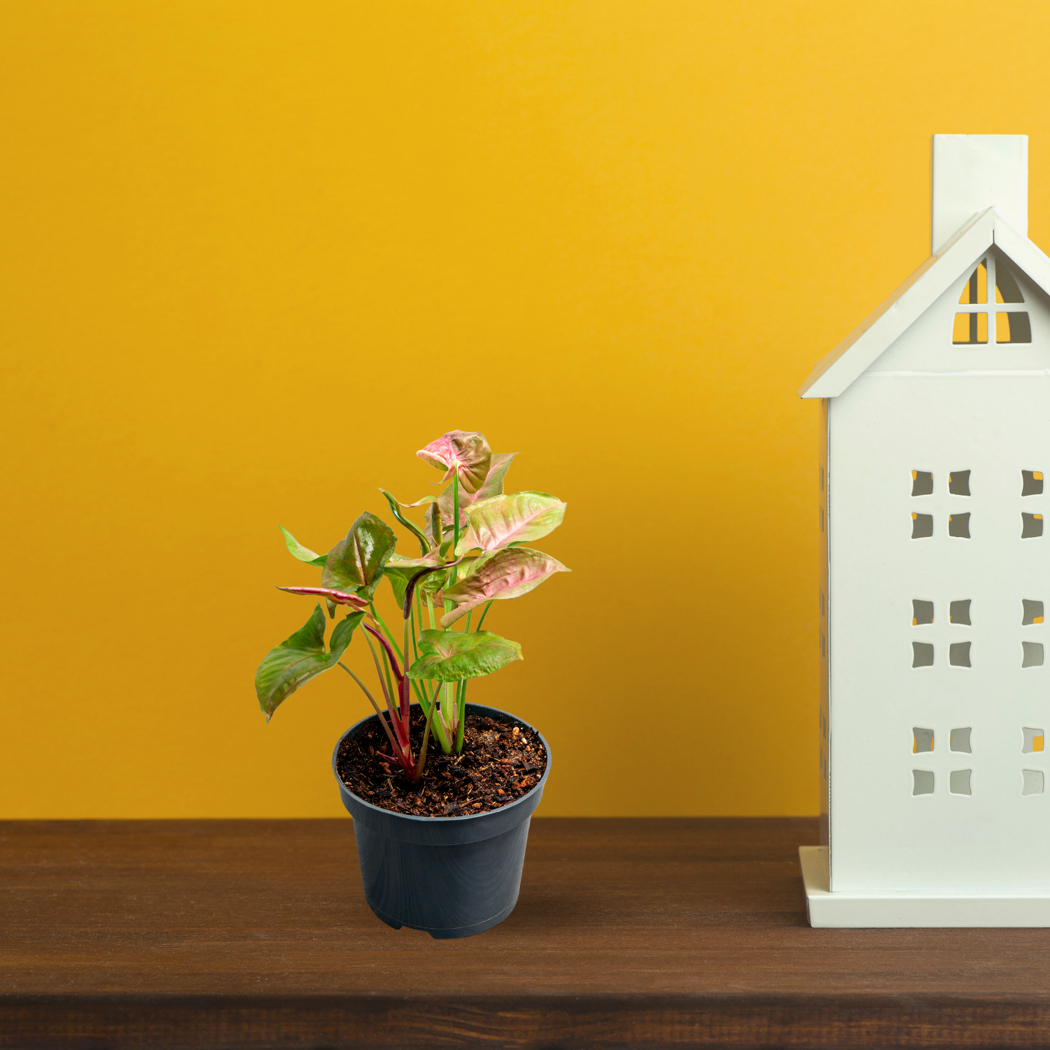 Syngonium pink and green plant
