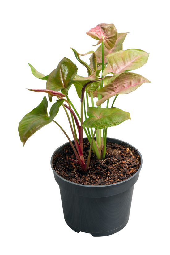 Syngonium pink and green plant
