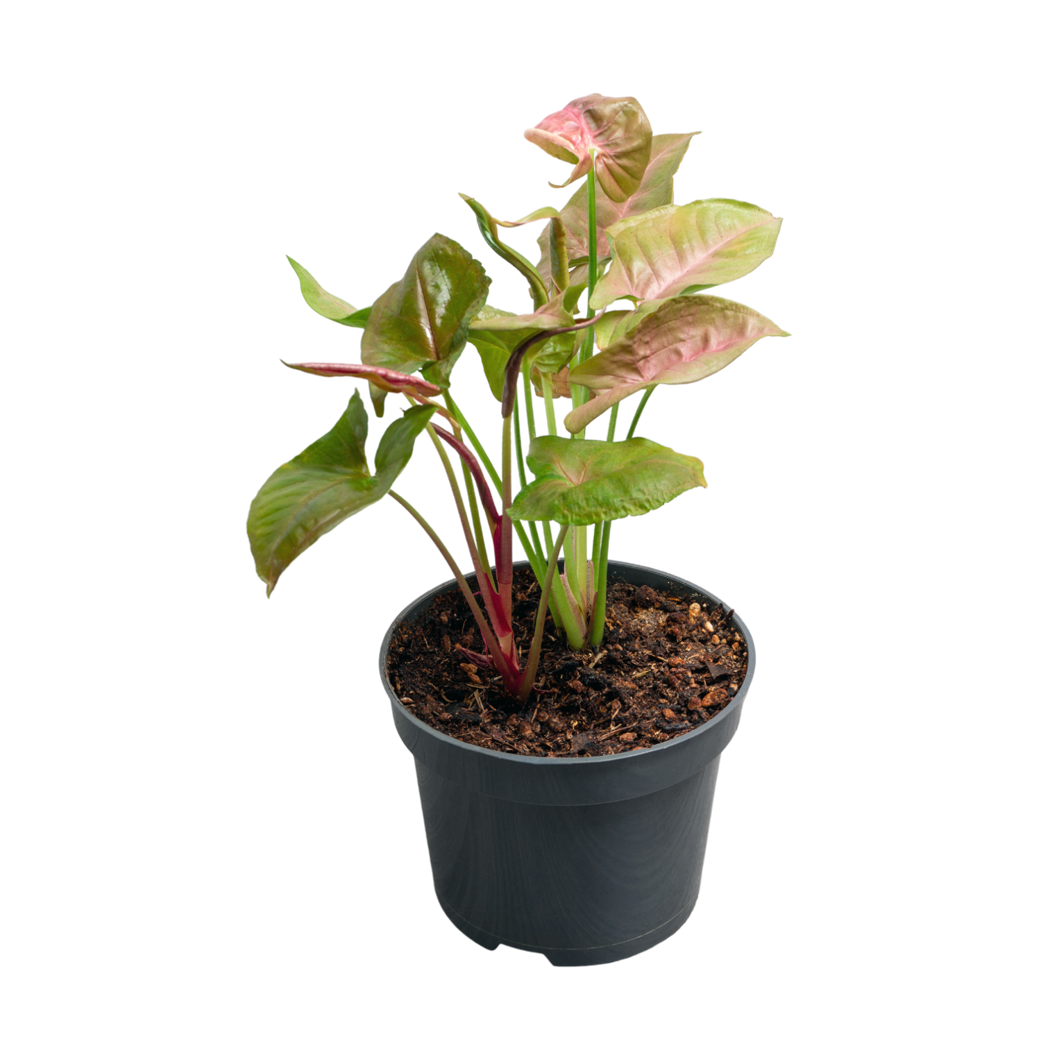 Syngonium pink and green plant
