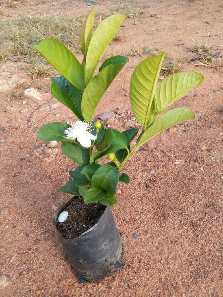 Taiwan pink Amrud guava plant
