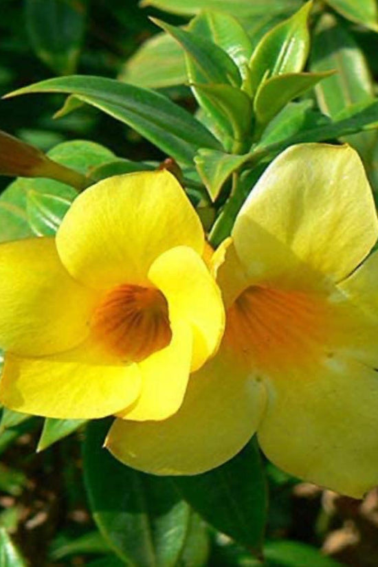 Golden trumpet flowering puja plant
