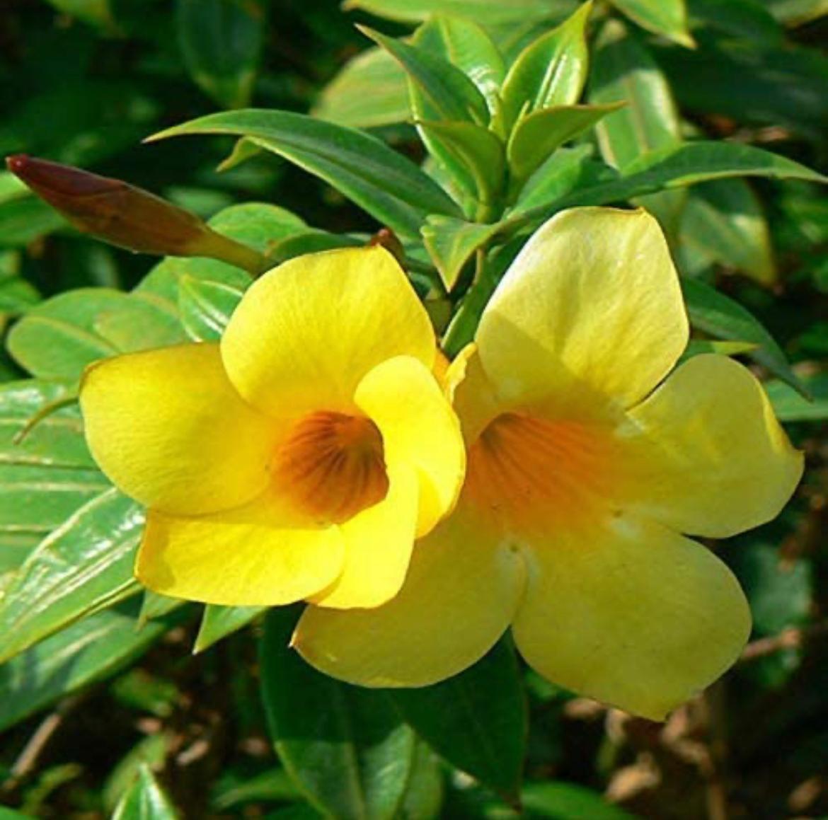 Golden trumpet flowering puja plant

