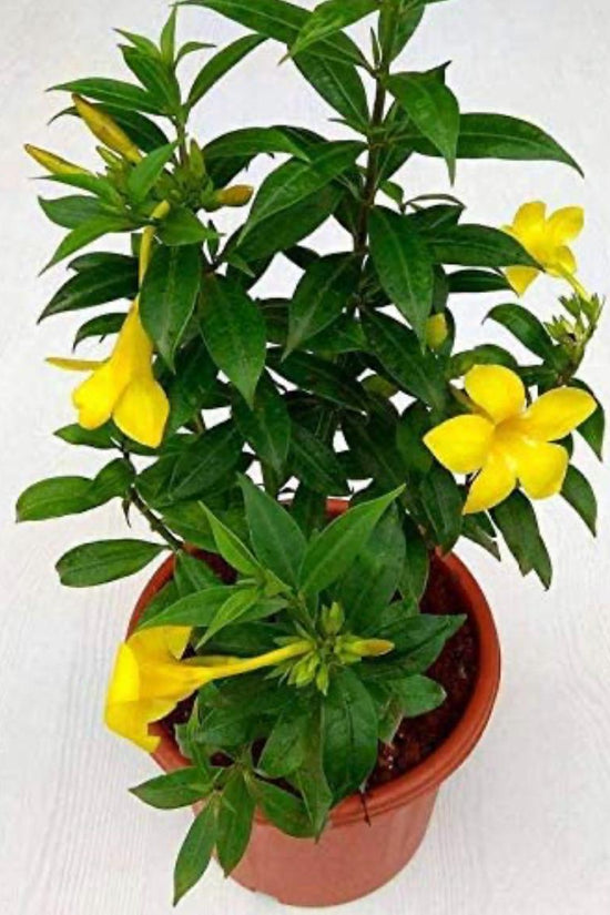 Golden trumpet flowering puja plant
