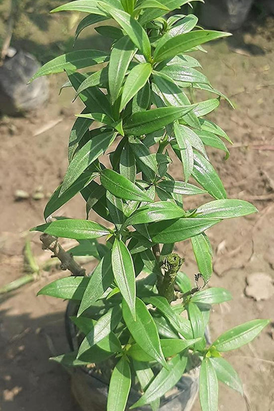 Golden trumpet flowering puja plant

