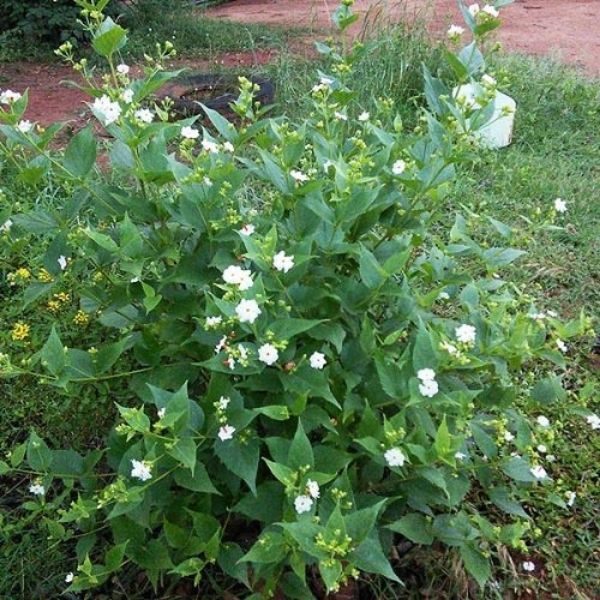 Harshringar | parijaat | medicinal plant - Gardengram 